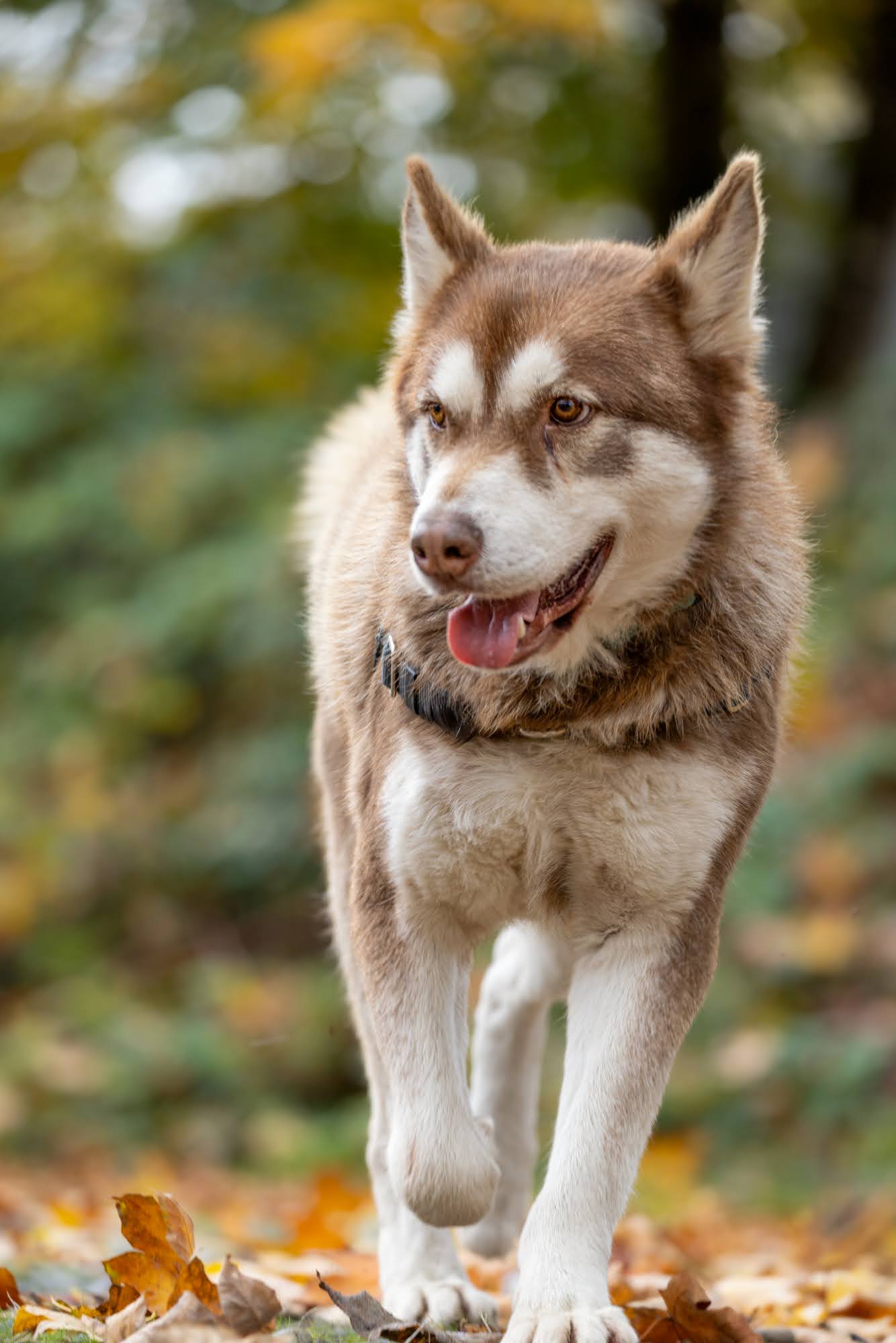 dog-image