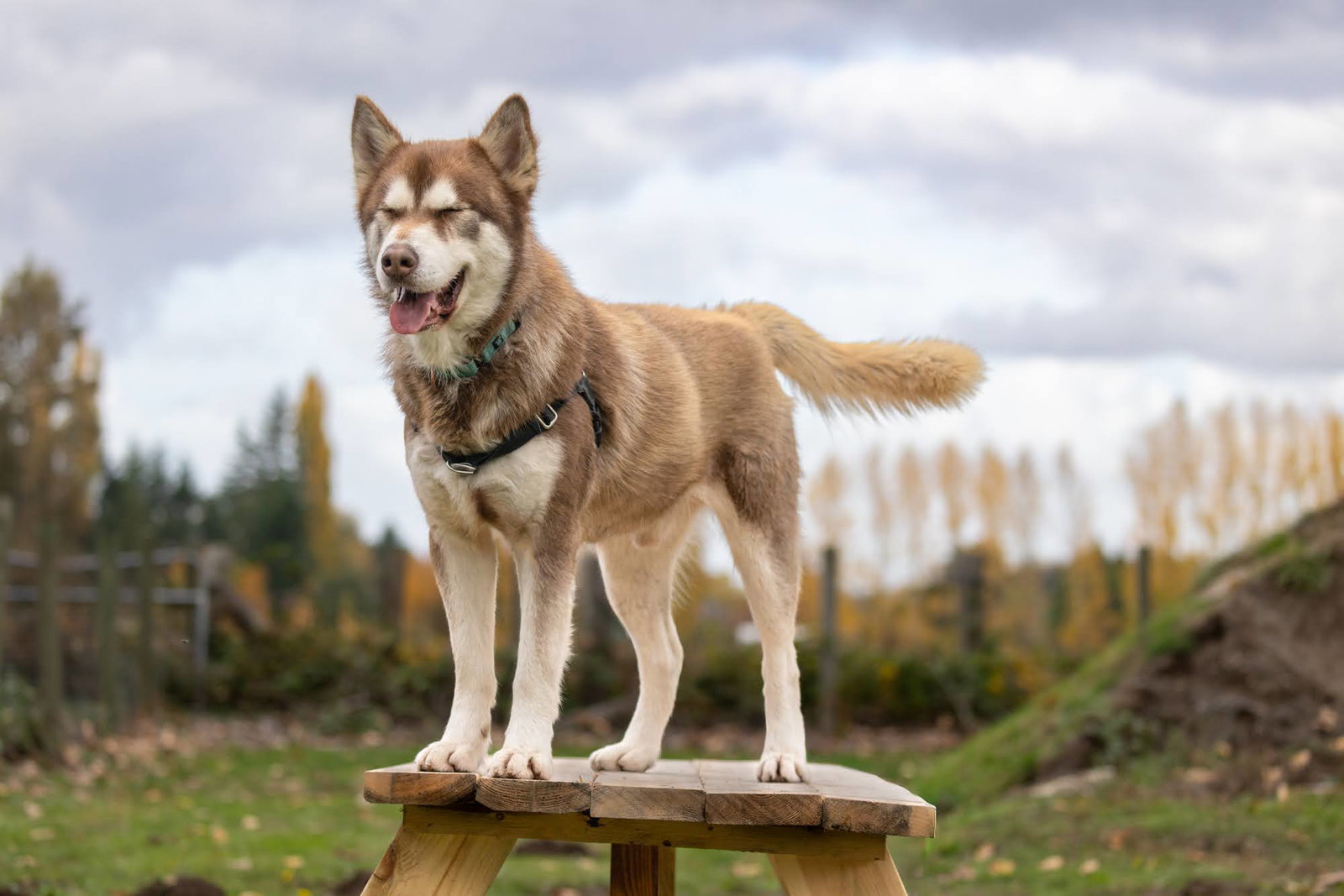 dog-image