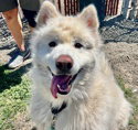 dog-image
