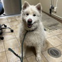 dog-image