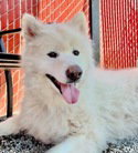 dog-image