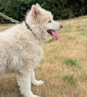 dog-image