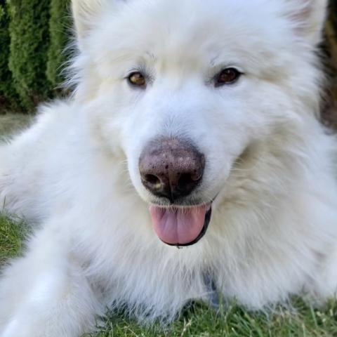 dog-image