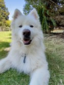 dog-image