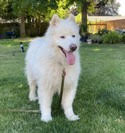 dog-image