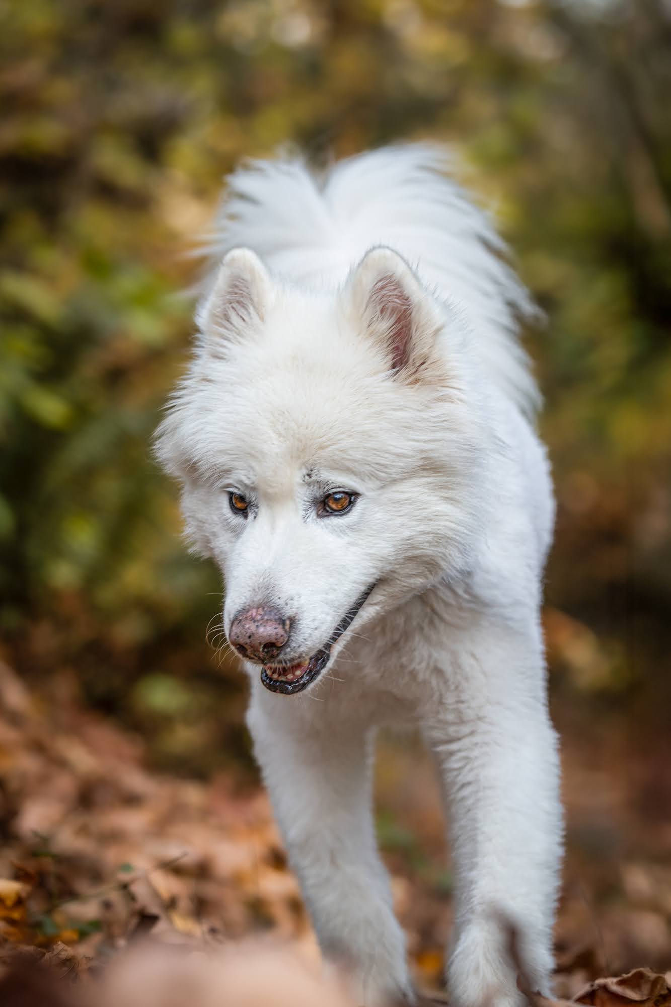 dog-image