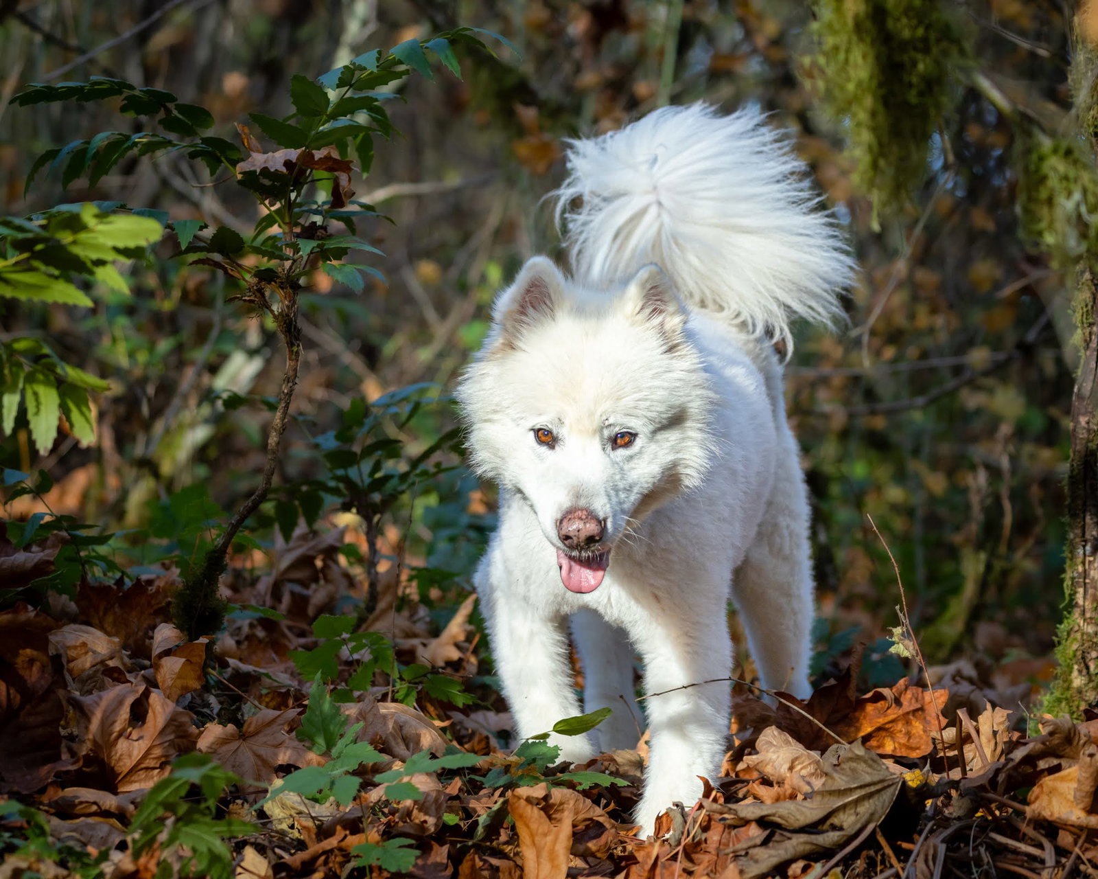 dog-image