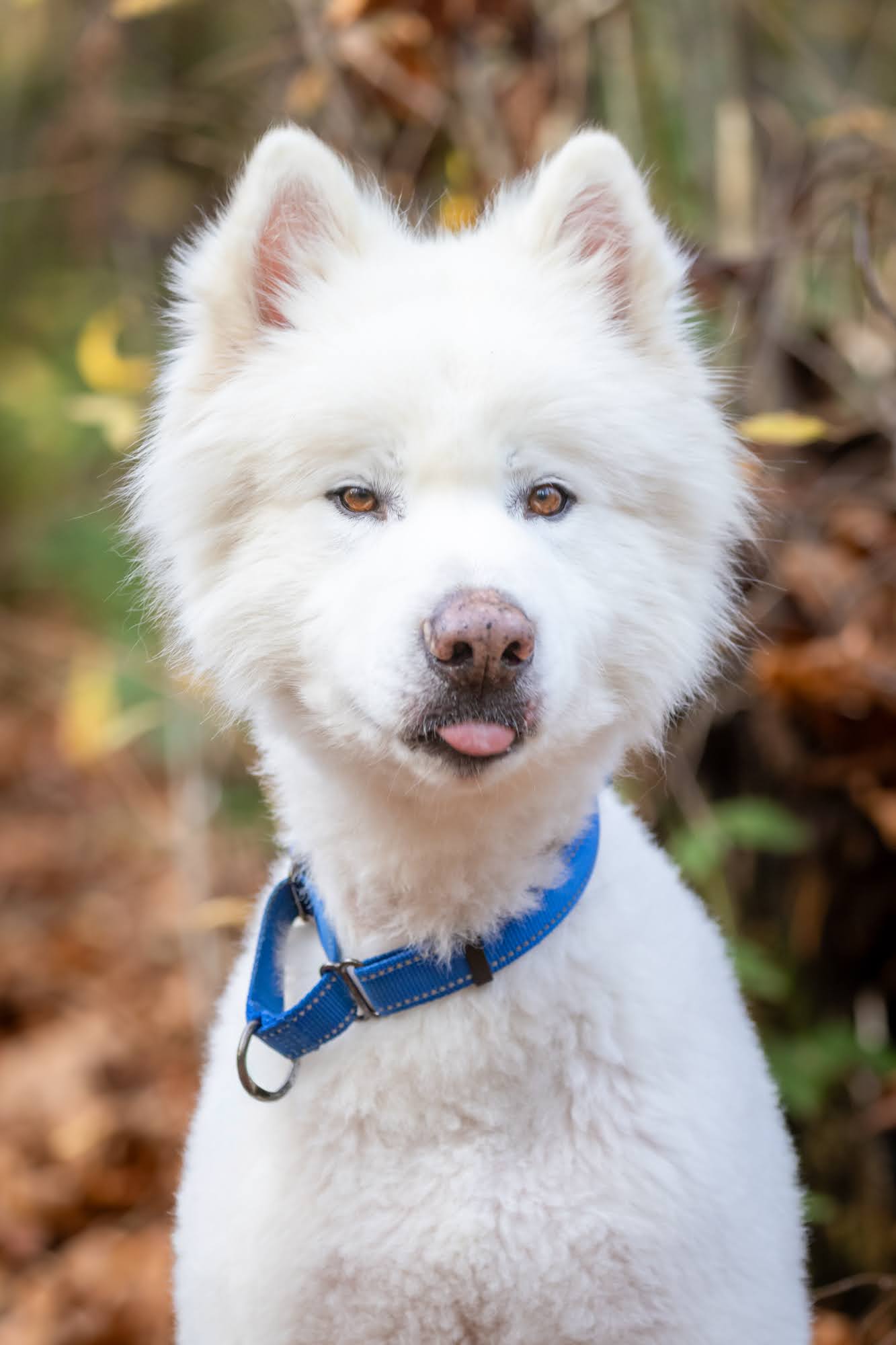 dog-image