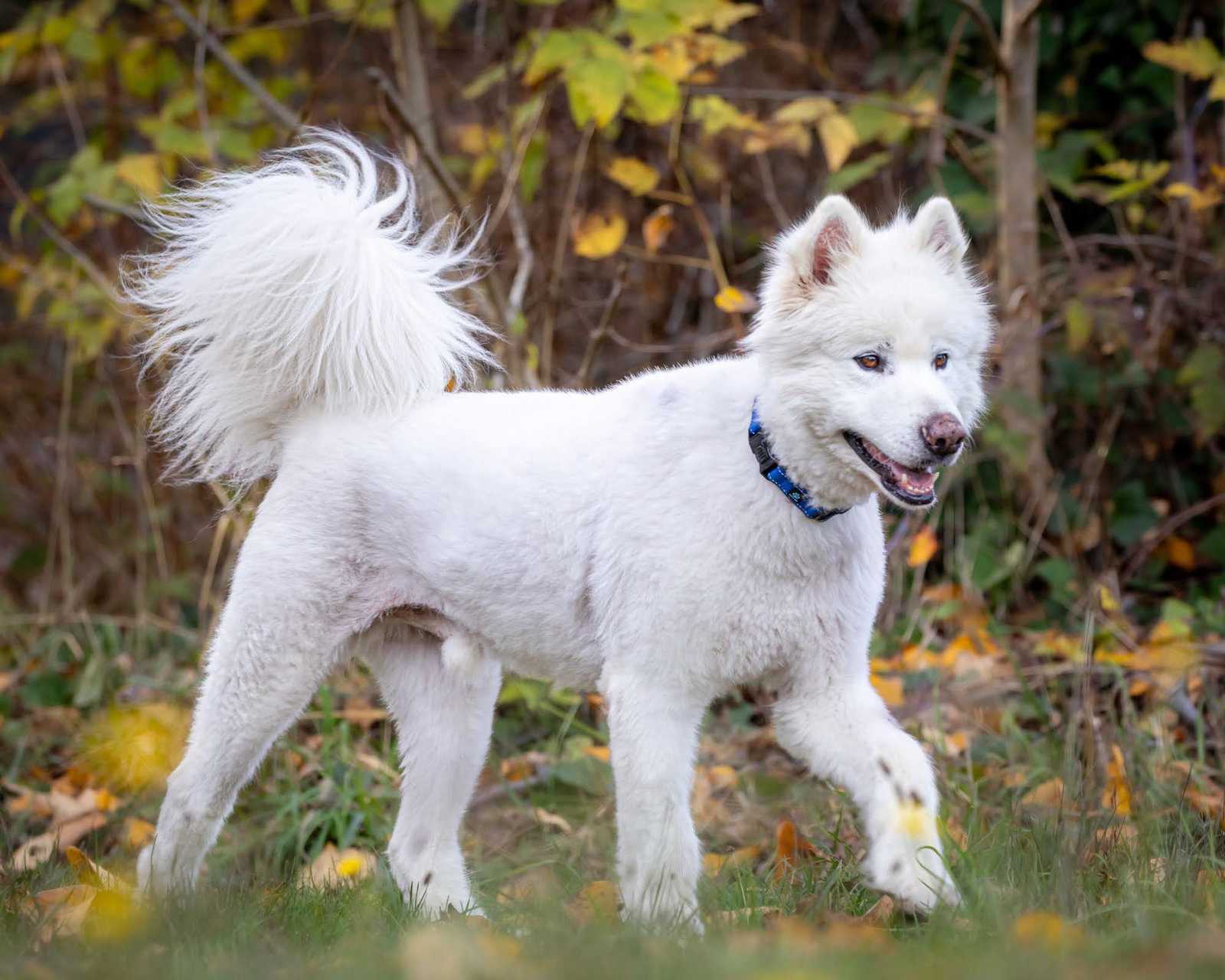 dog-image