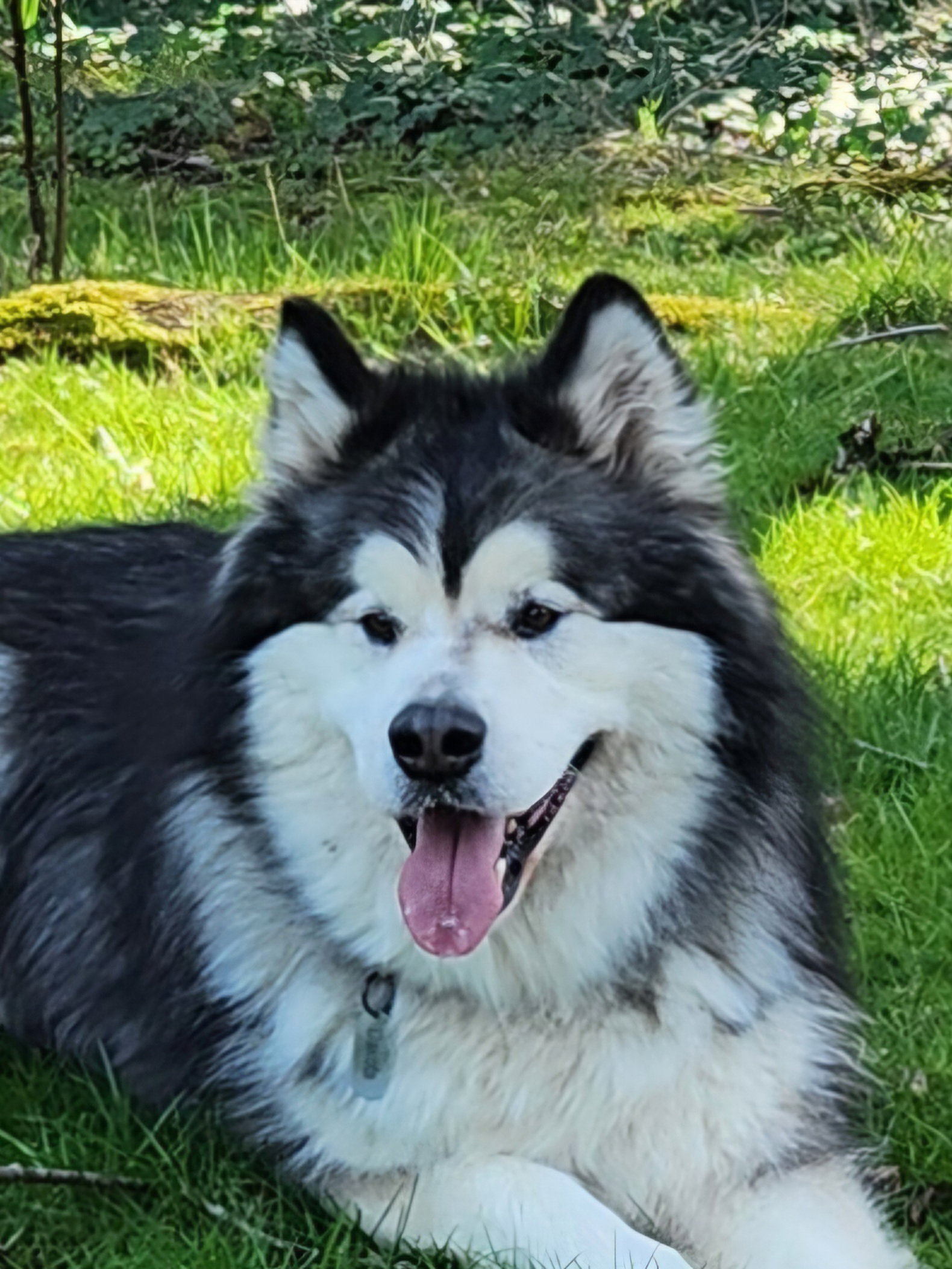 DAKOTA