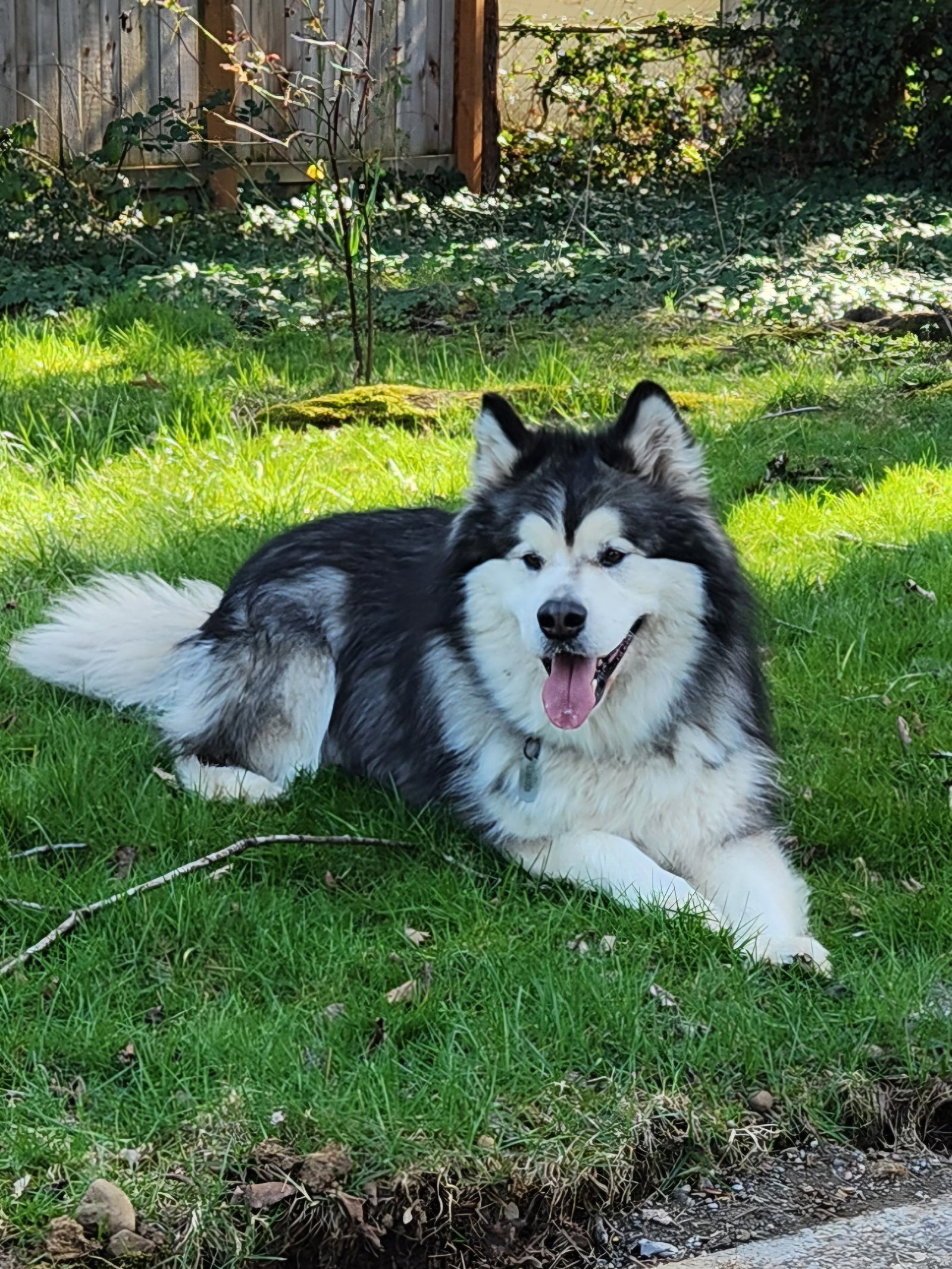 dog-image