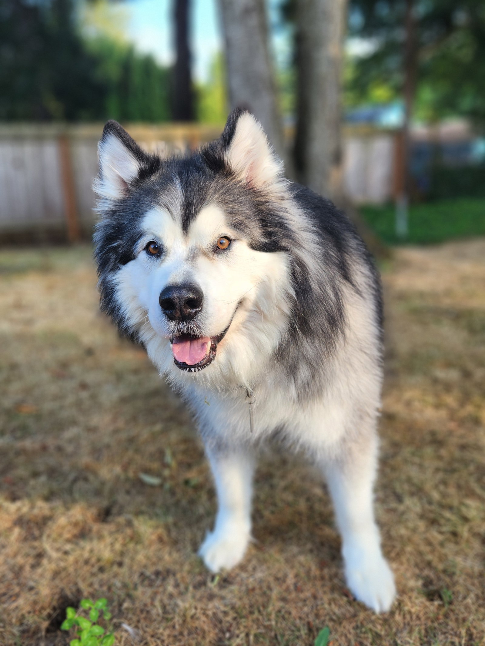 dog-image