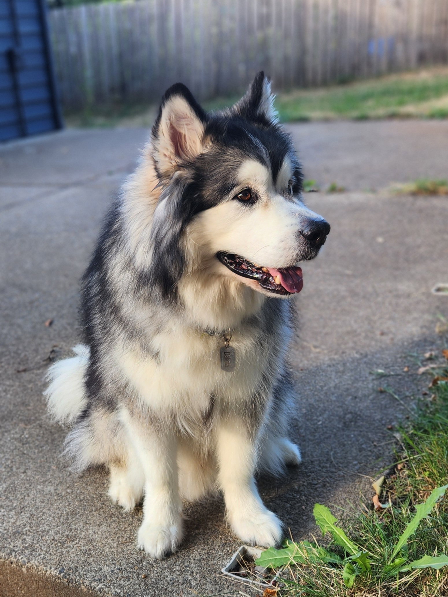 dog-image