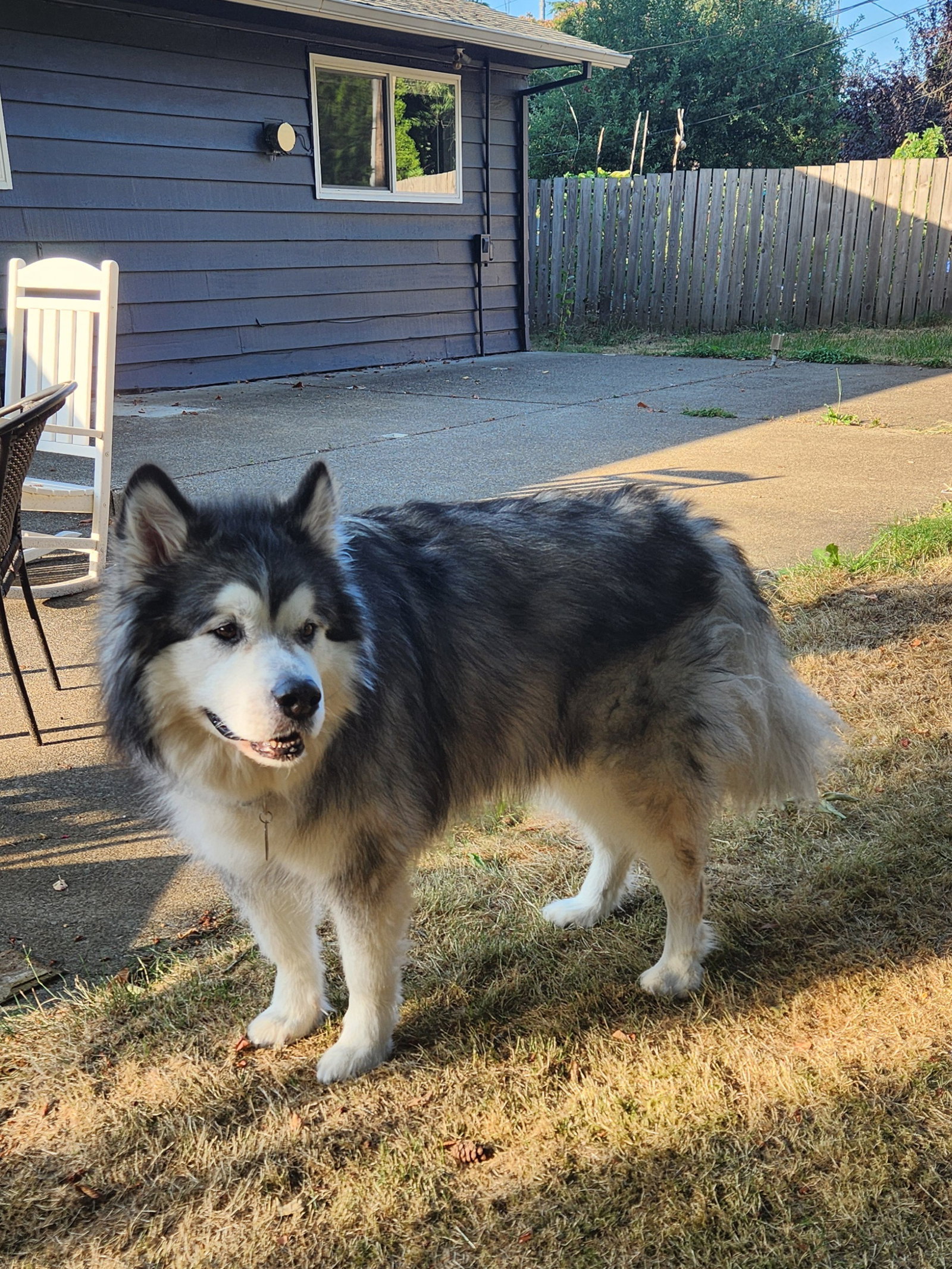 dog-image