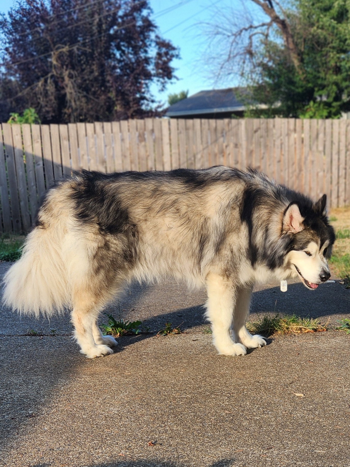 dog-image