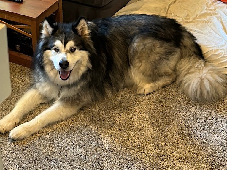 dog-image