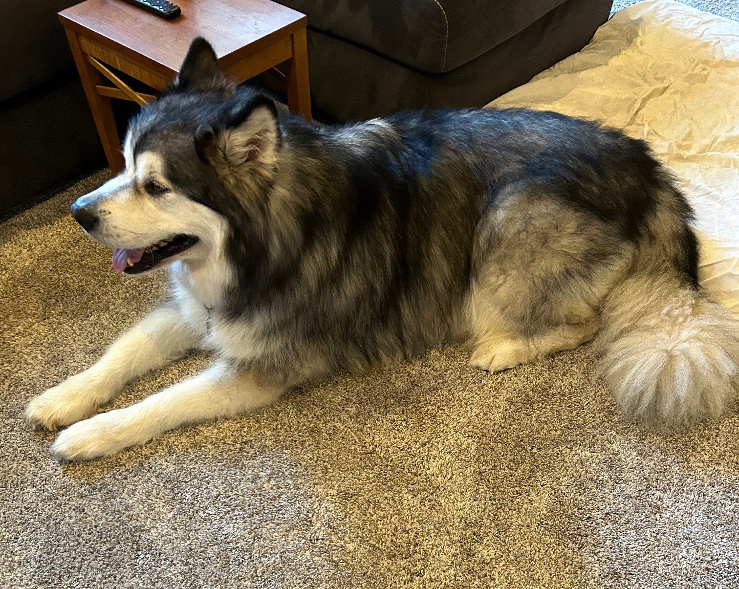 dog-image