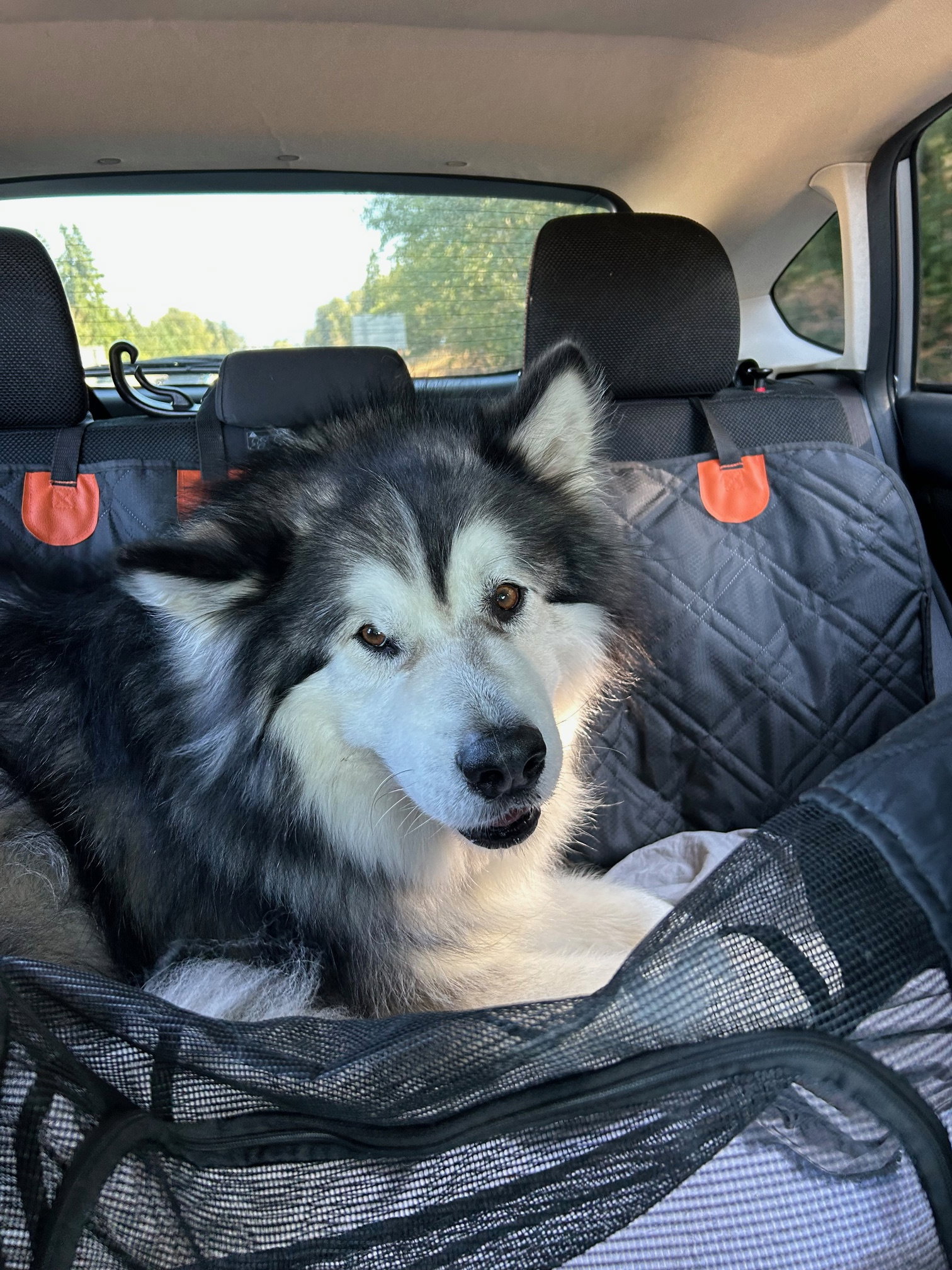 dog-image
