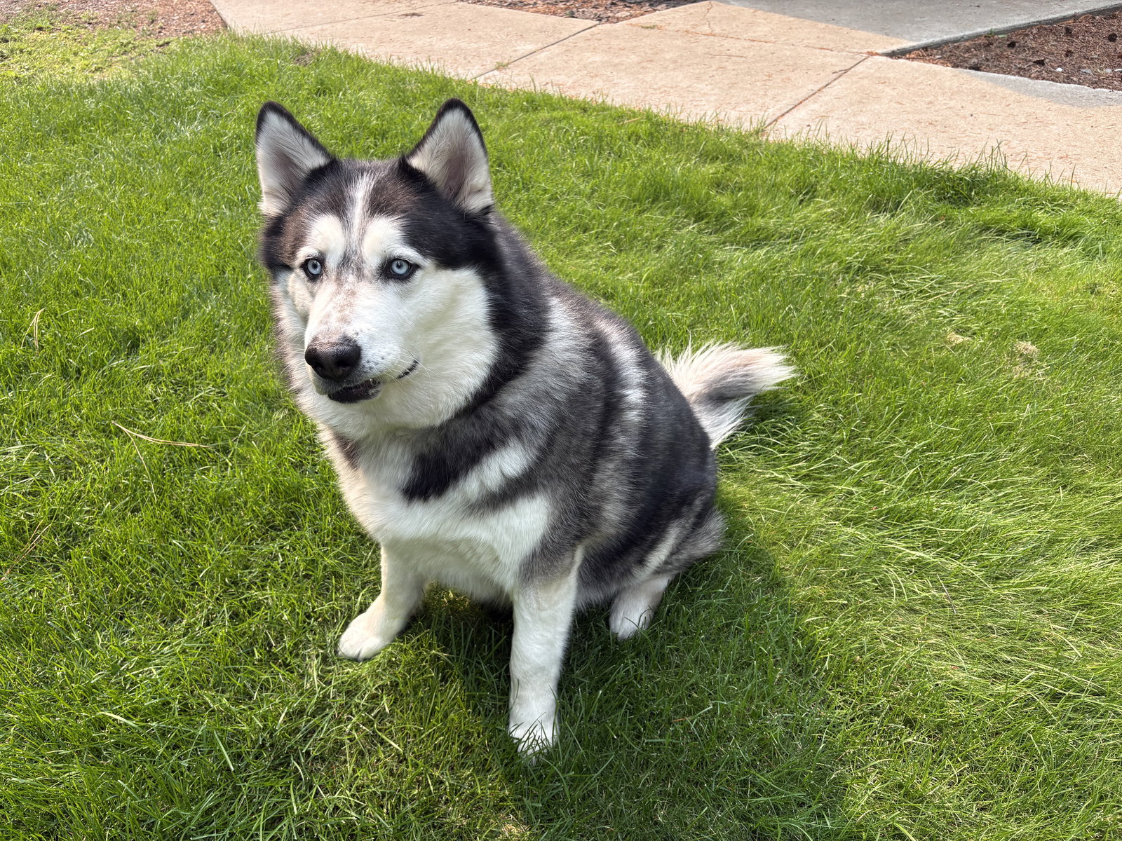 dog-image