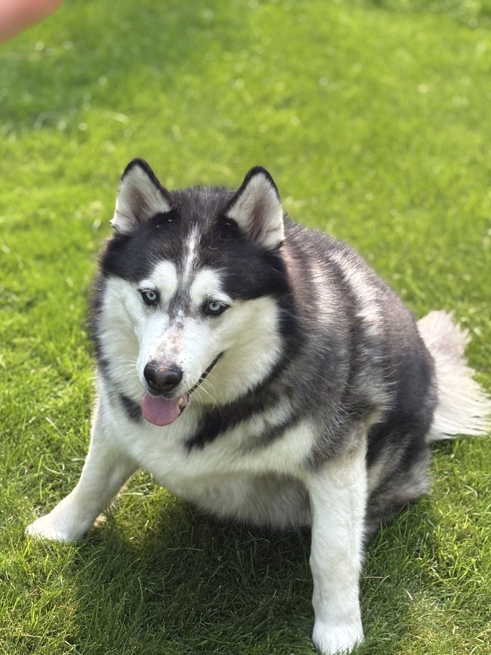 dog-image