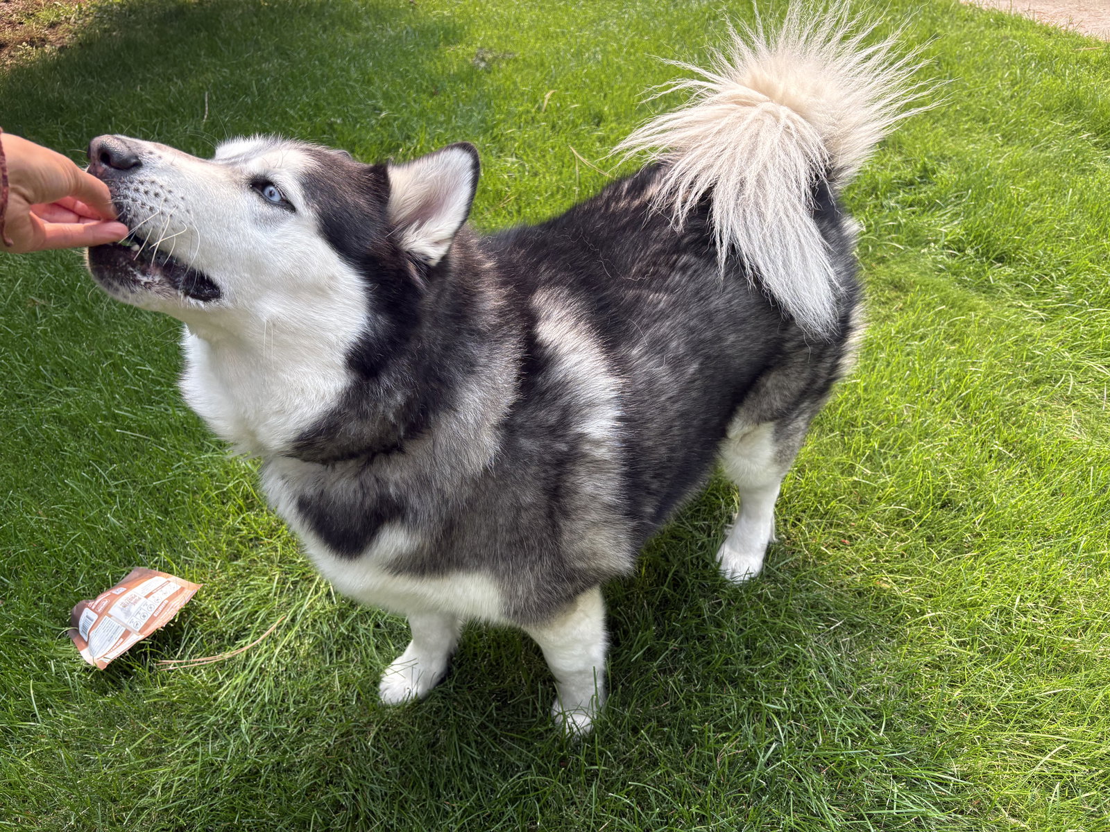 dog-image