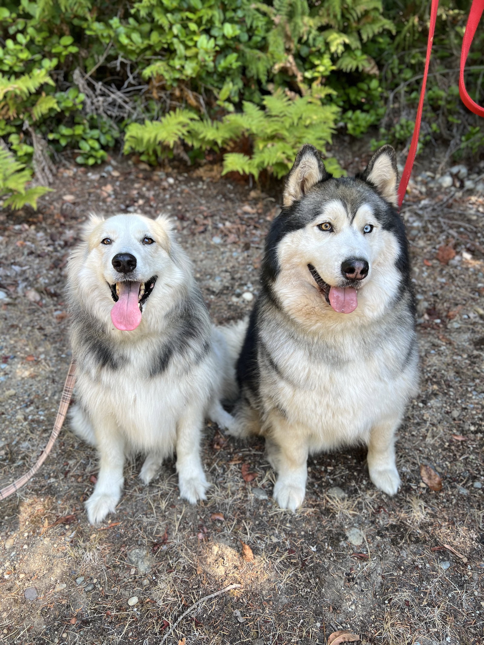 dog-image