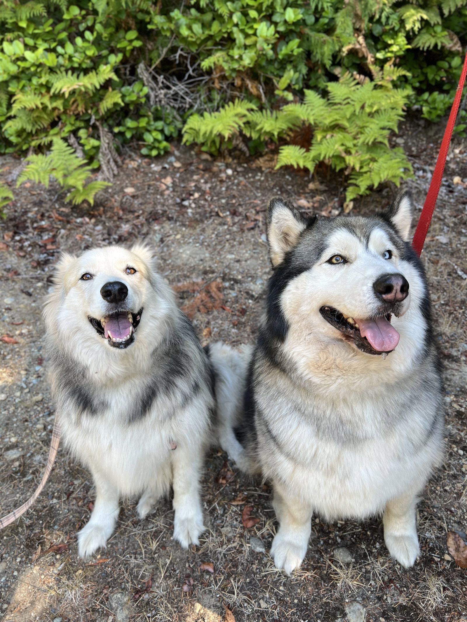 dog-image