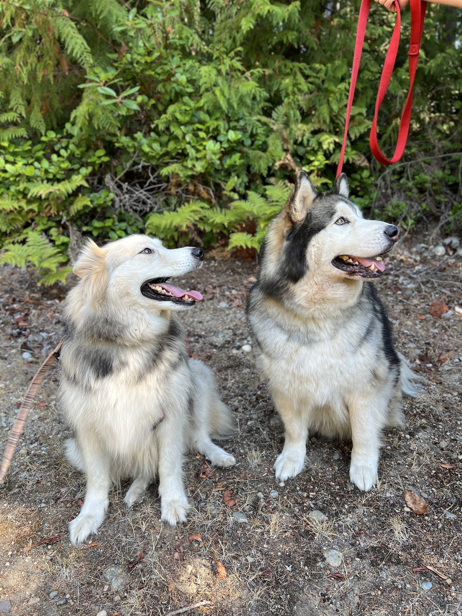 dog-image