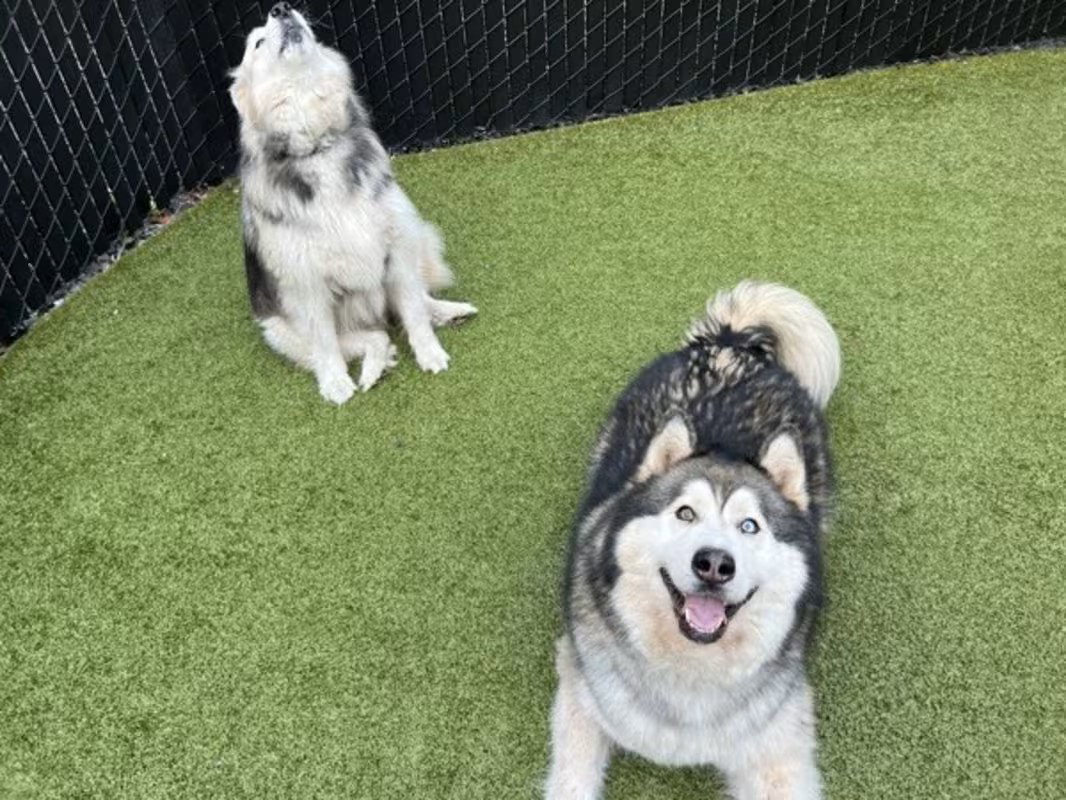 BOSCO (Courtesy Listing)