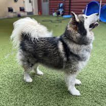 dog-image