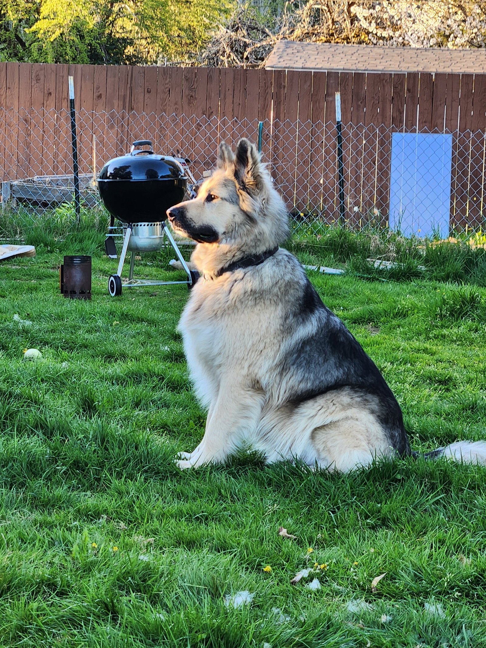 dog-image