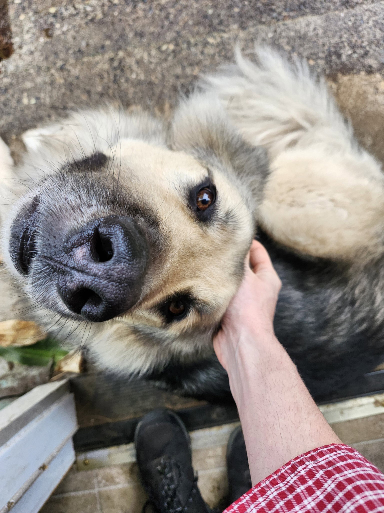 dog-image