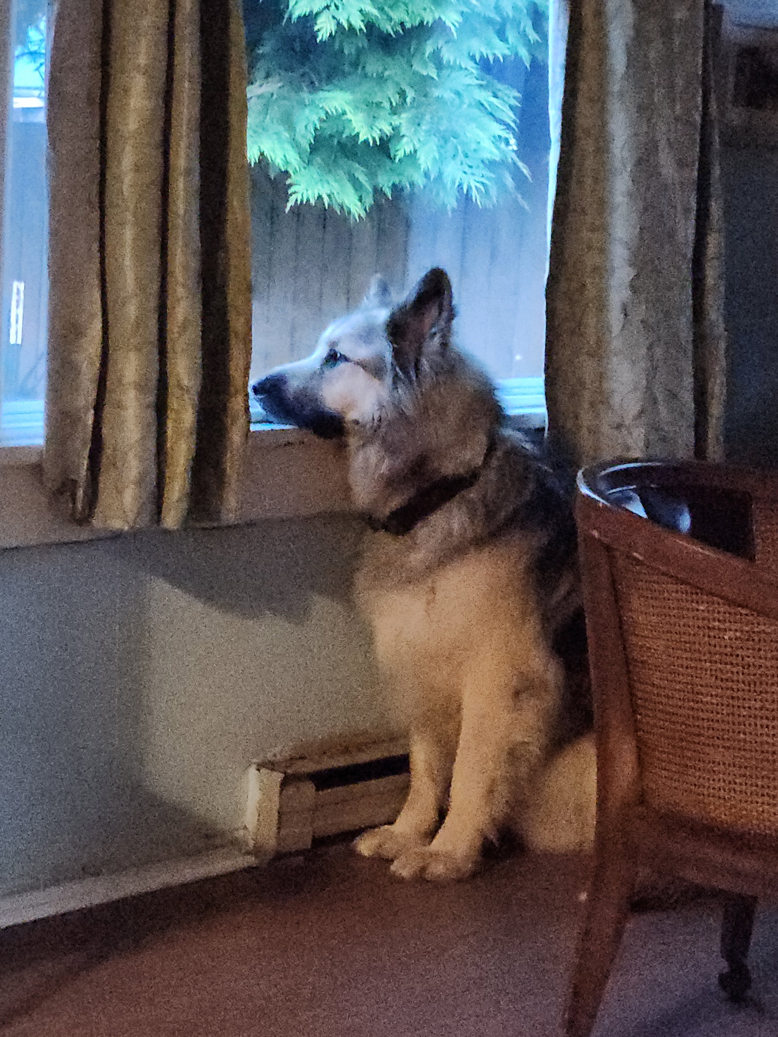 dog-image