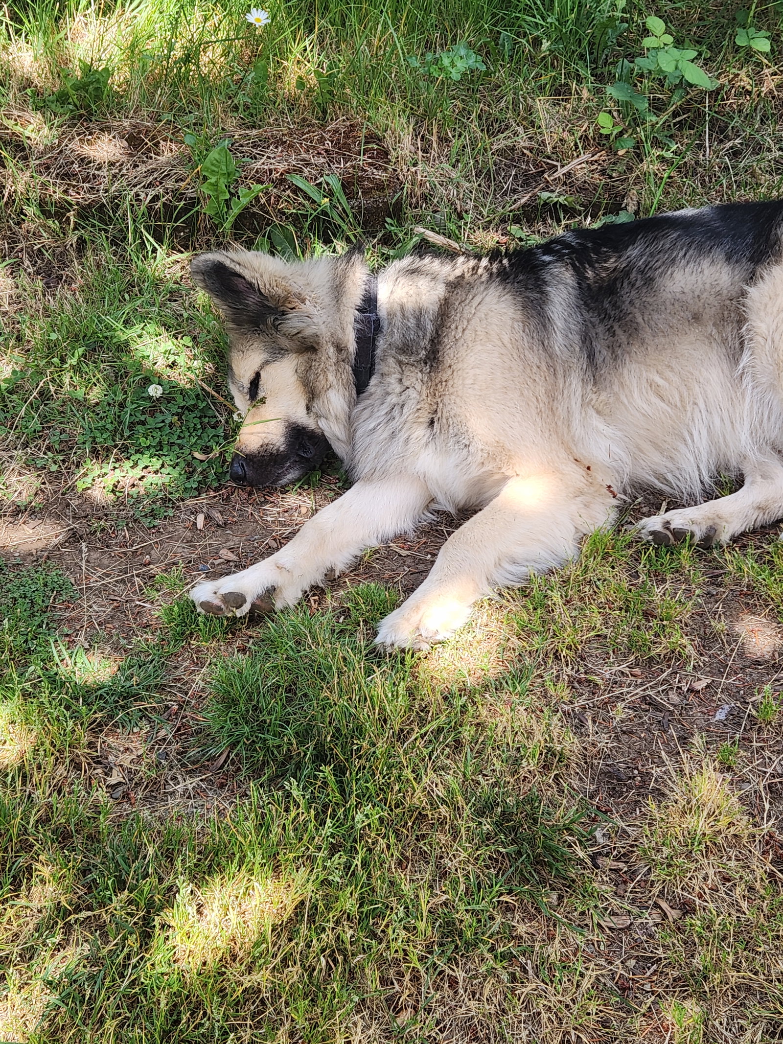 dog-image