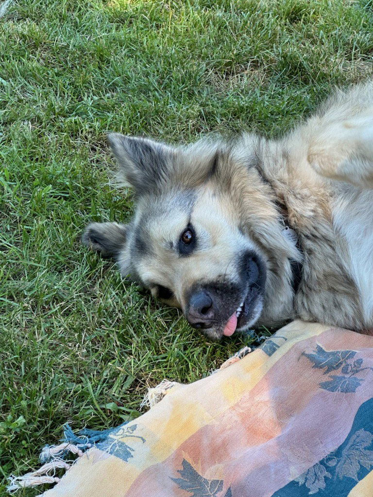 dog-image