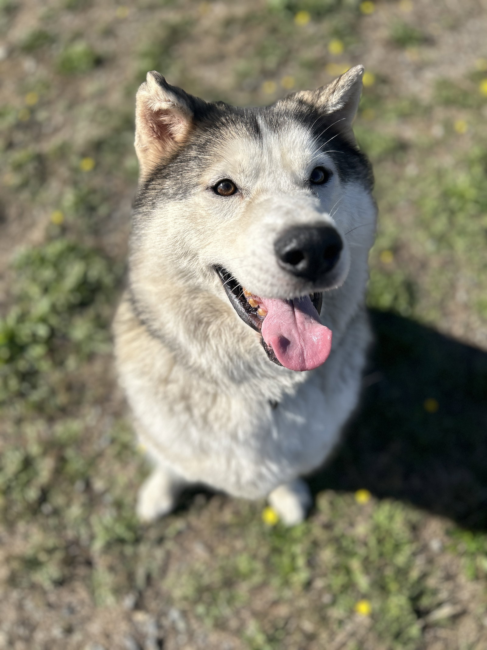 JERICHO