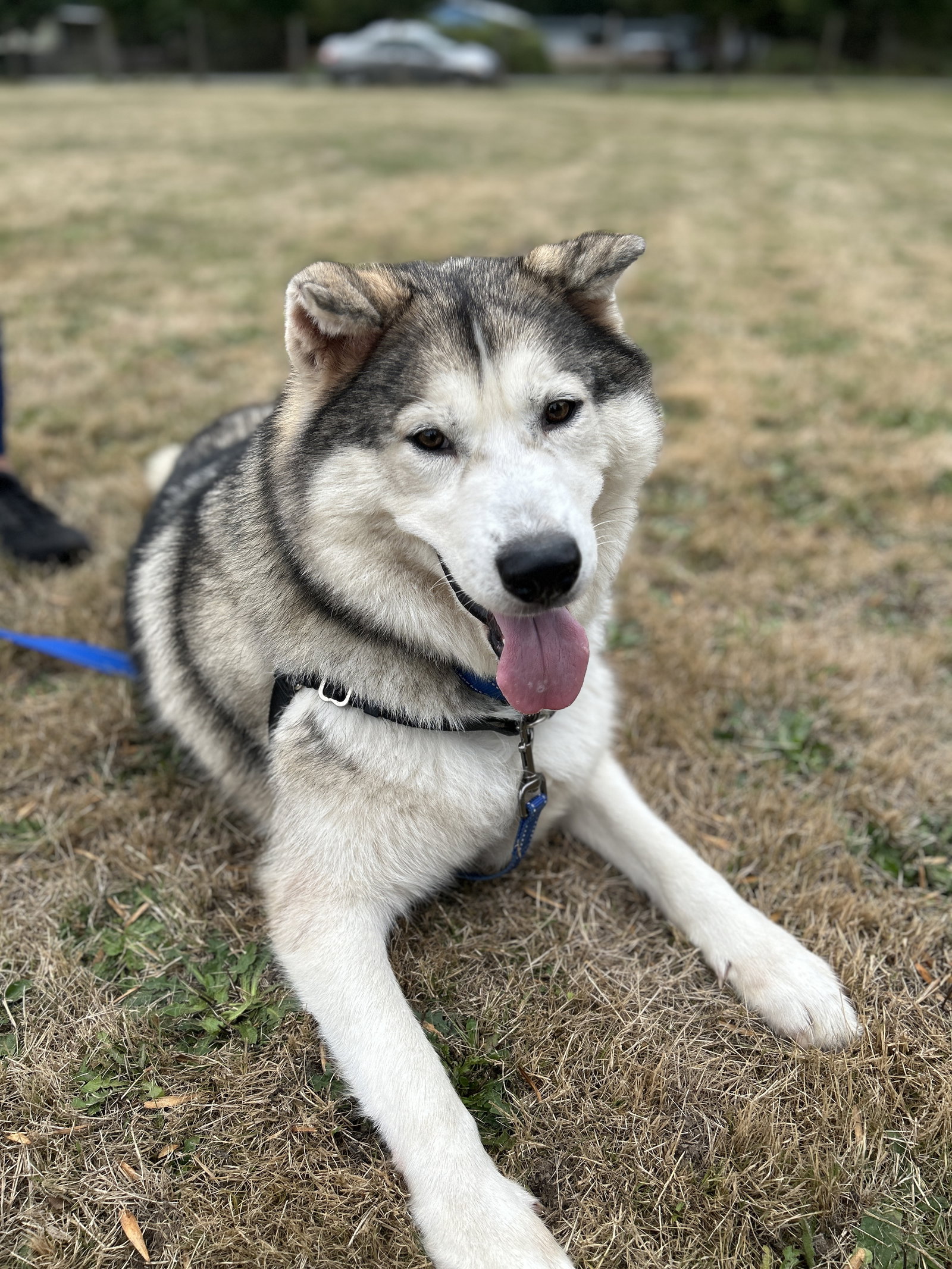 dog-image