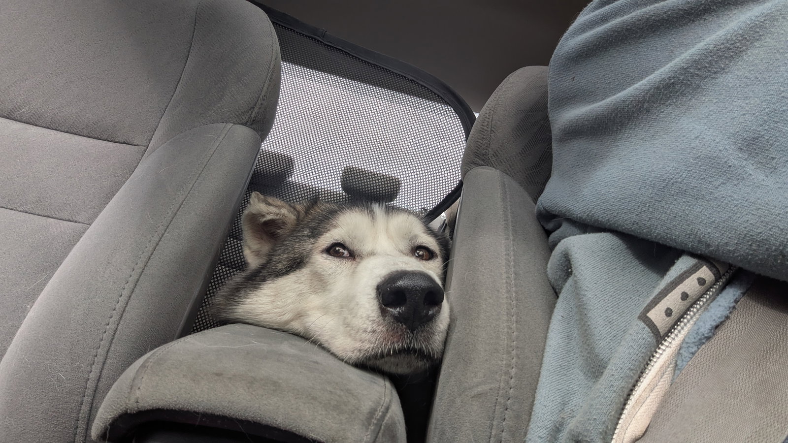 dog-image