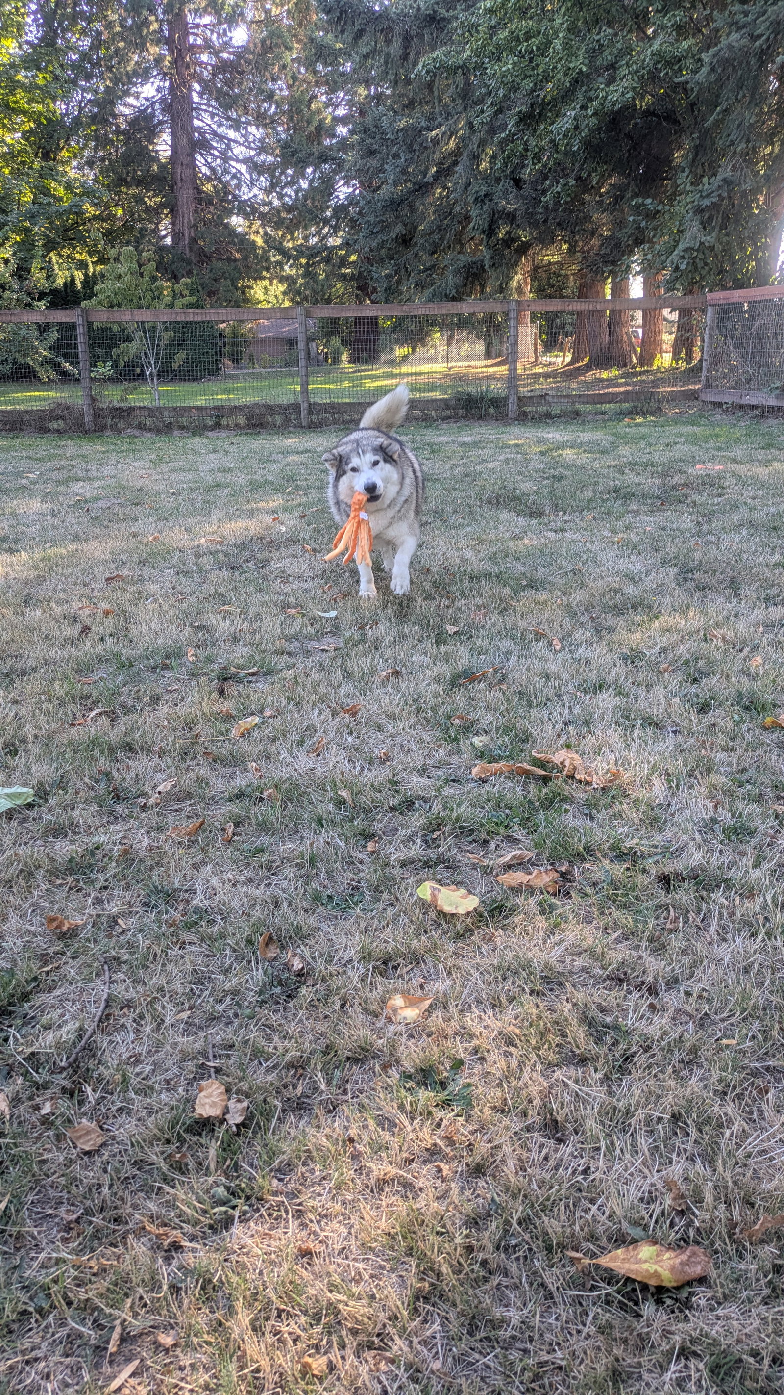 dog-image