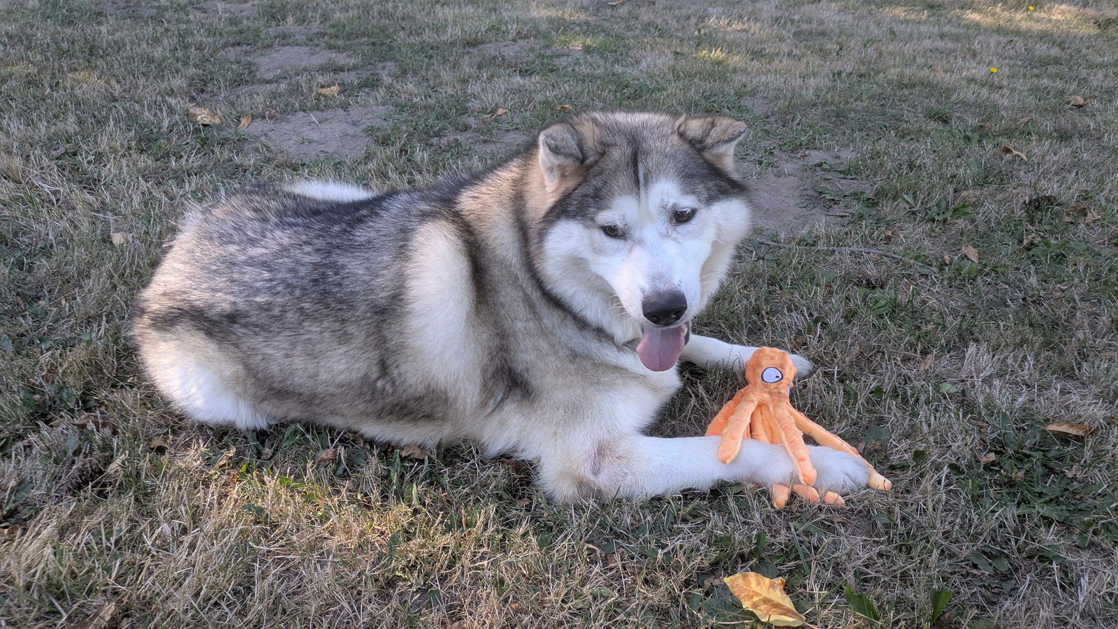 dog-image