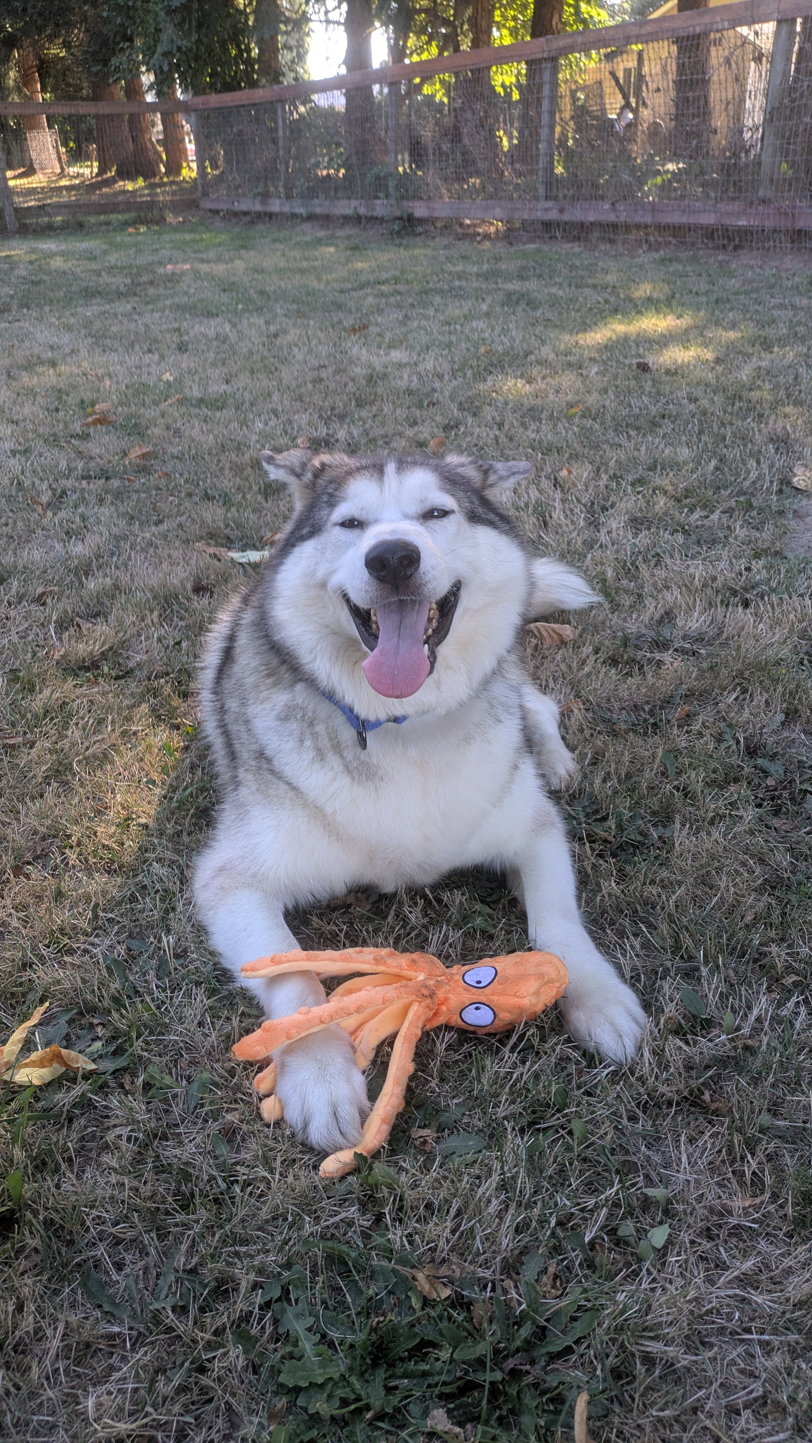 dog-image
