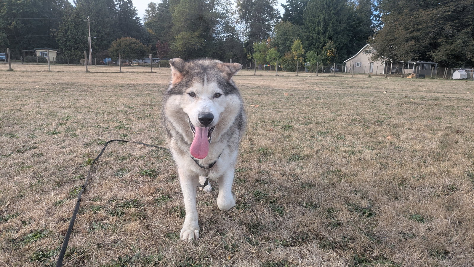 dog-image