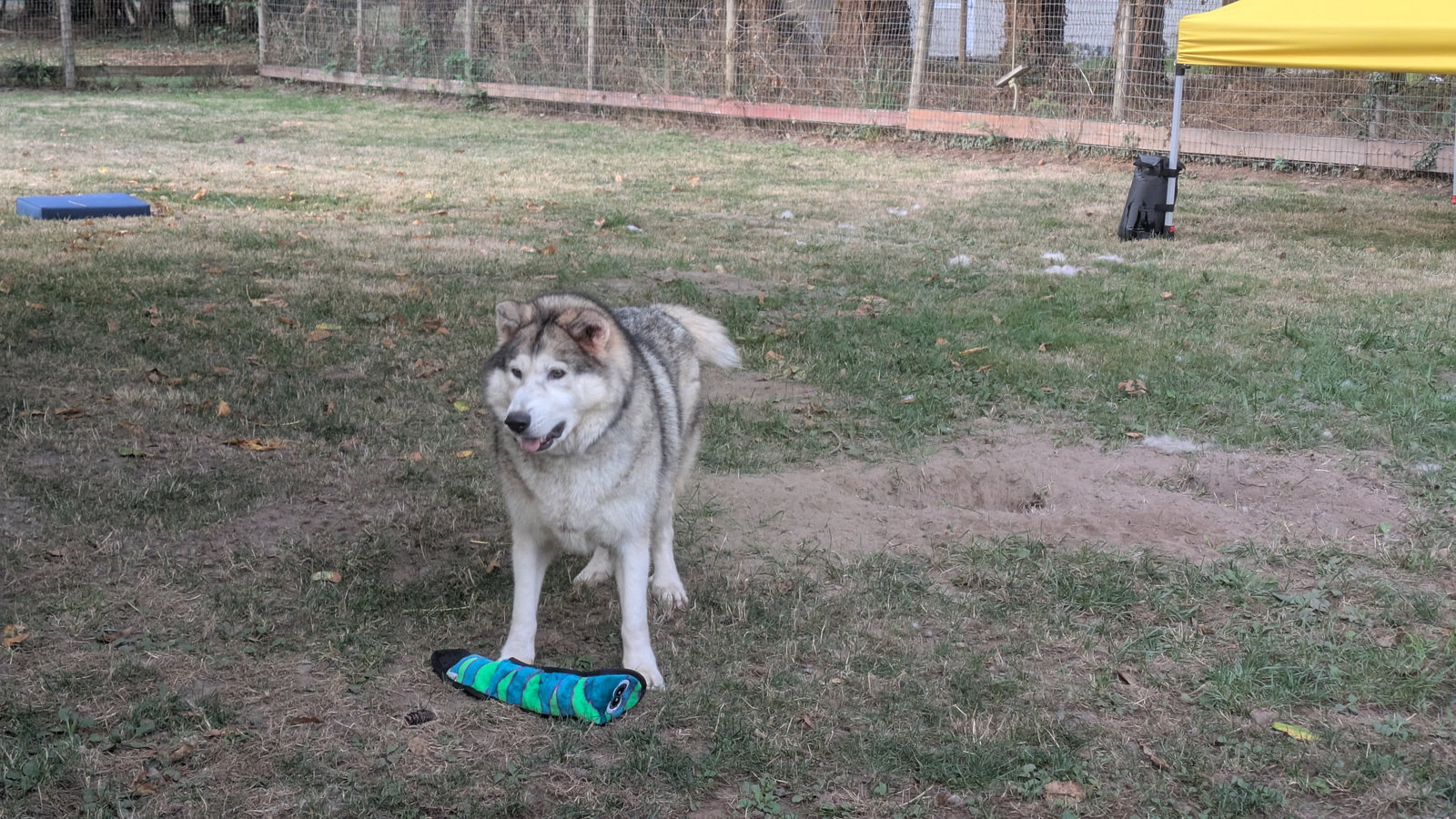 dog-image