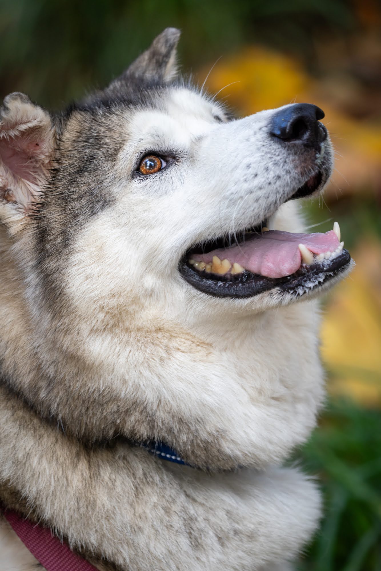 dog-image