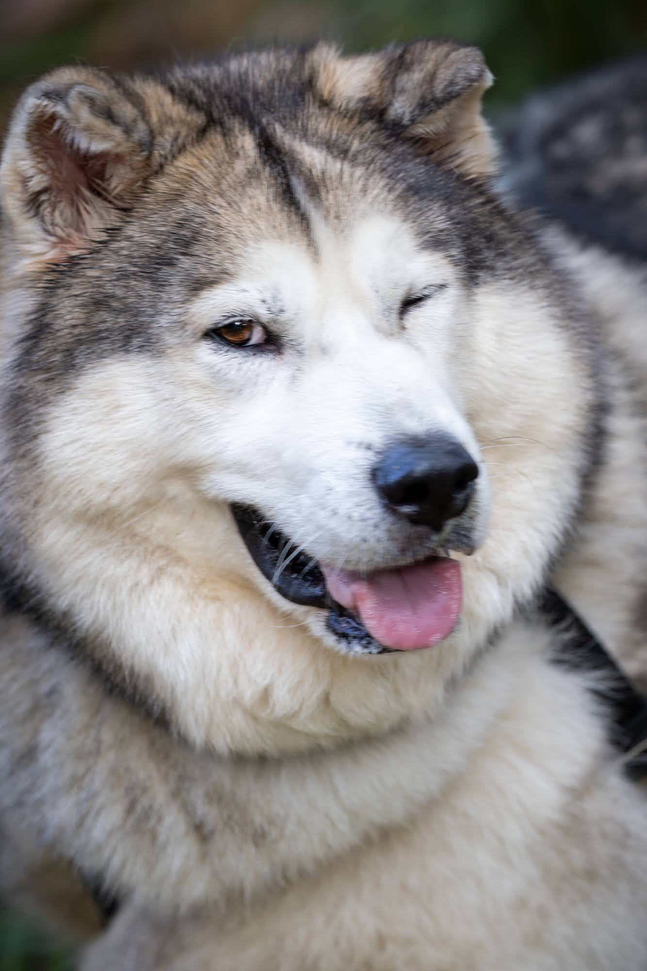 dog-image