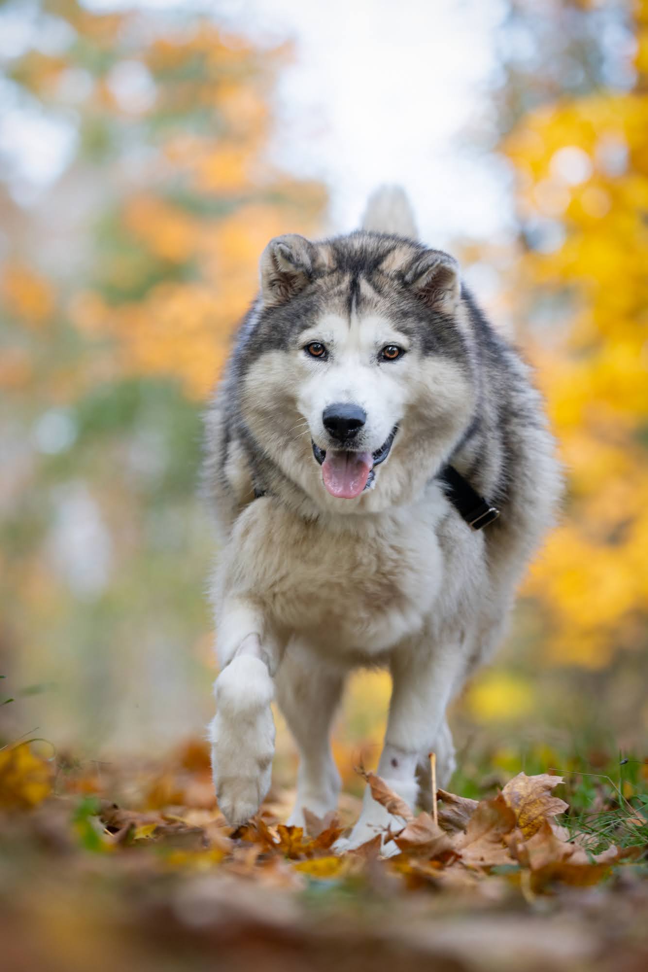 dog-image
