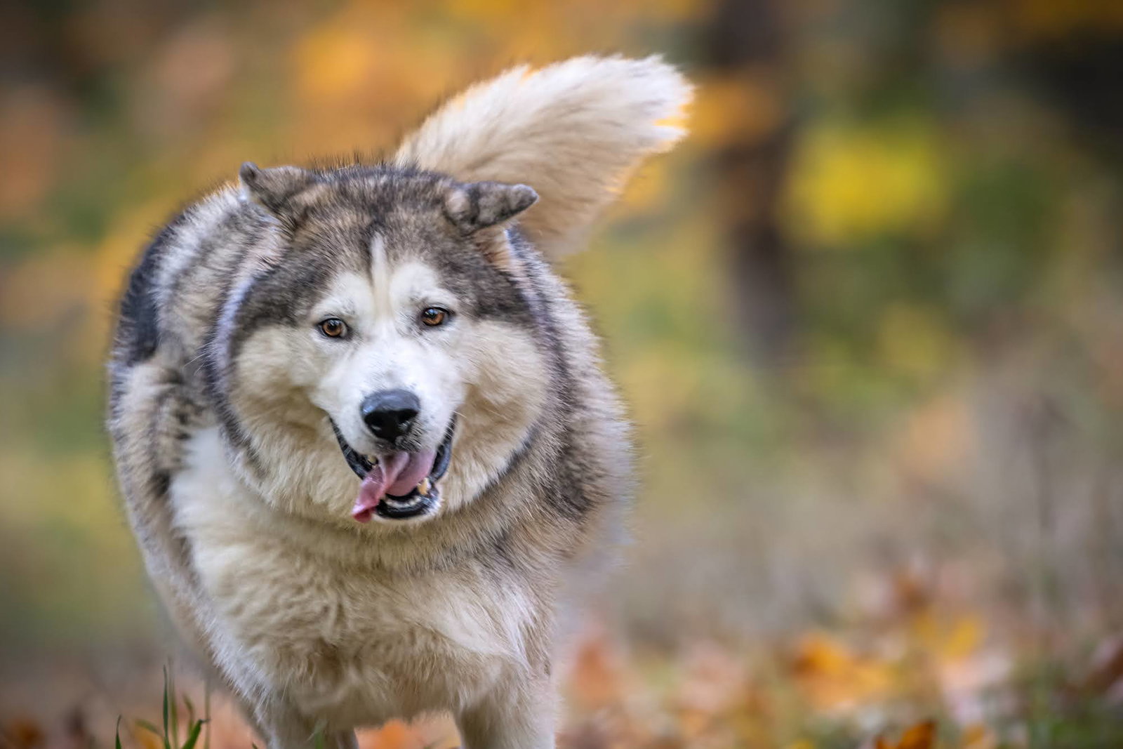 dog-image
