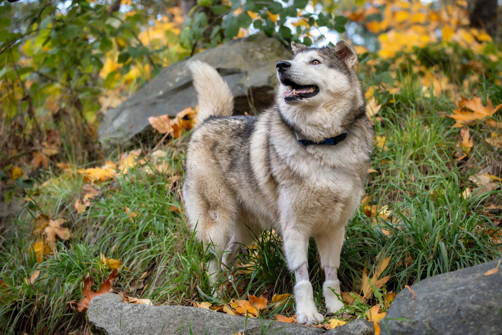 dog-image