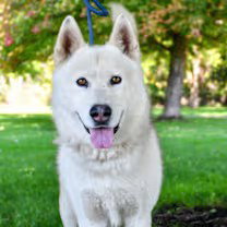 dog-image