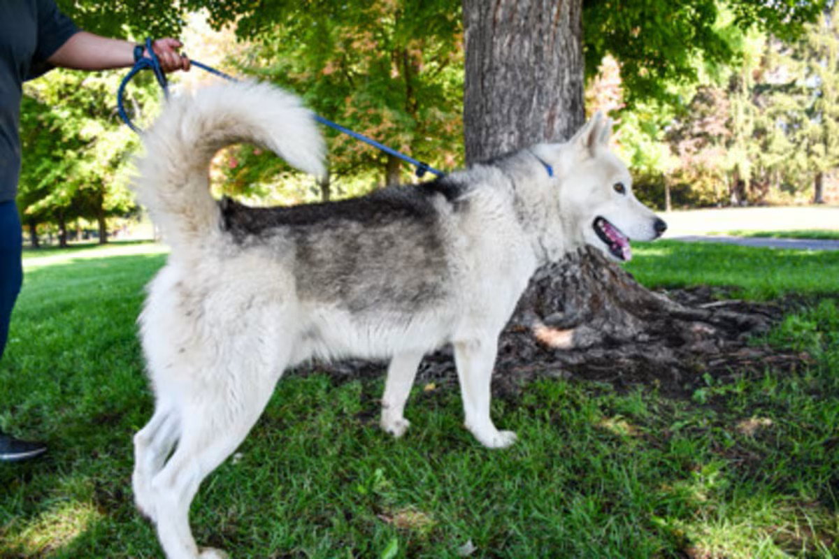dog-image